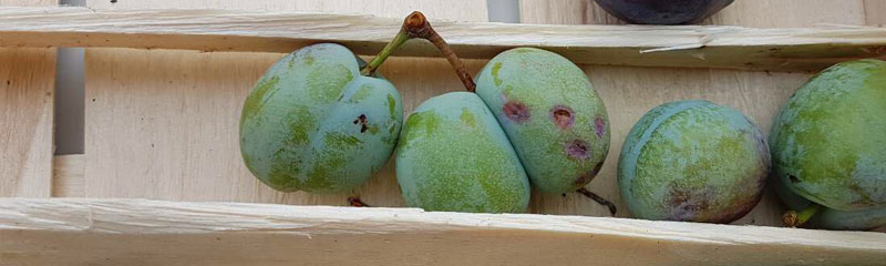 Neues bei Backfrucht Ernteschaeden