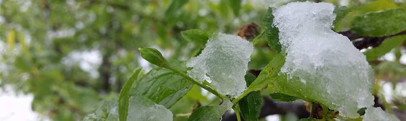 Neues bei Backfrucht - Erntesch&auml;den